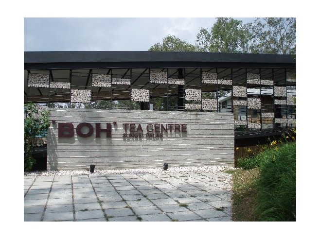 malajzia tea Boh tea garden