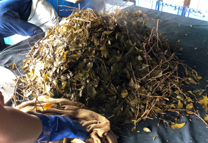 Ishizuchi Kurocha・いしずちくろちゃ・石鎚黒茶