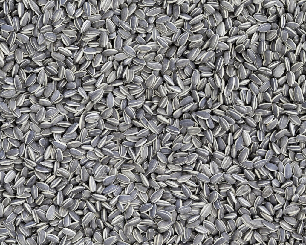 Ai Weiwei napraforgók