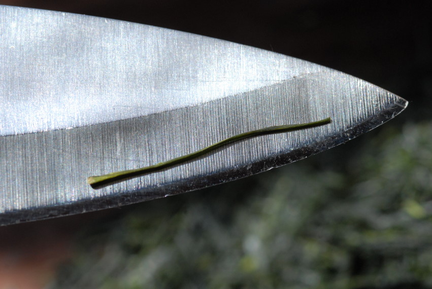 Marukyu-Koyamaen tokusen shincha