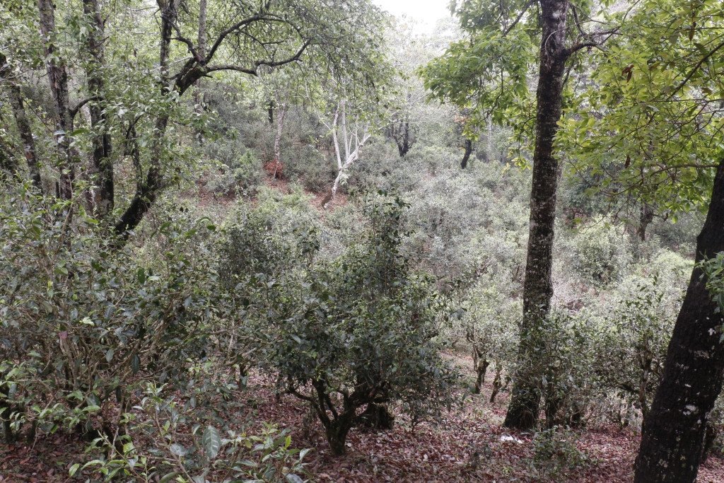 William, Osmont a teakertész