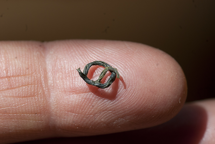 biluo chun kínai zöld tea