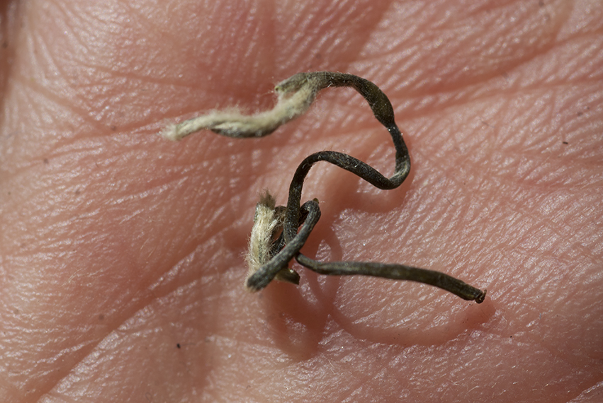 biluo chun kínai zöld tea