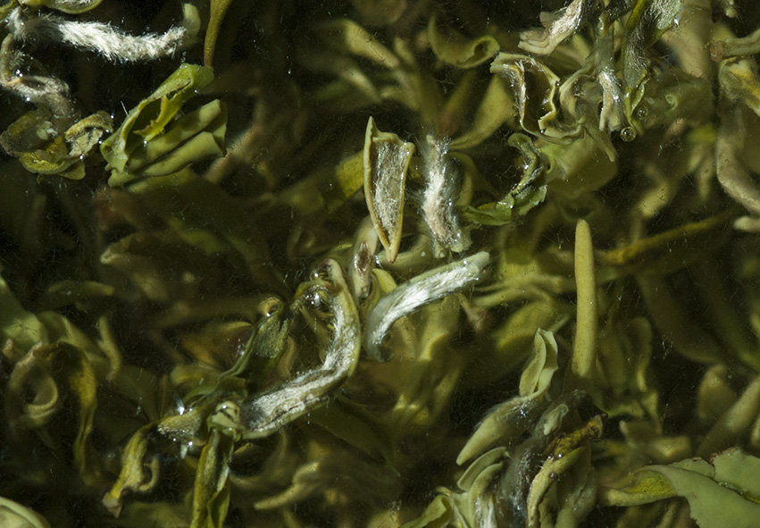 bi luo chun kínai kora tavaszi zöld tea