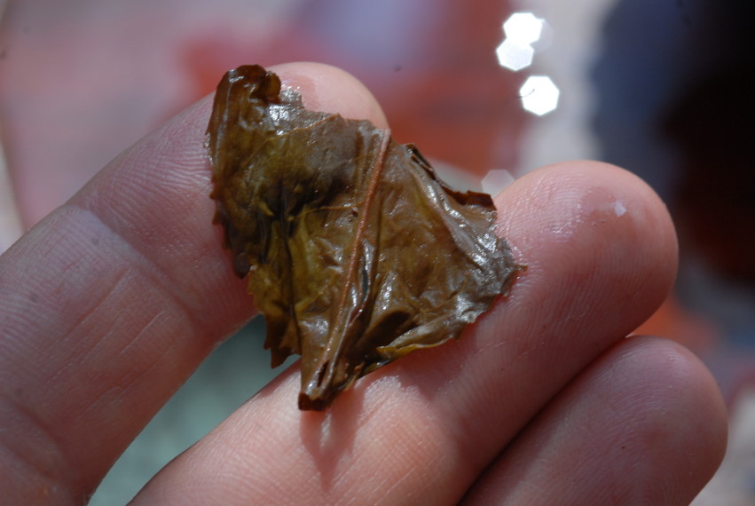 malajzia tea Boh tea garden