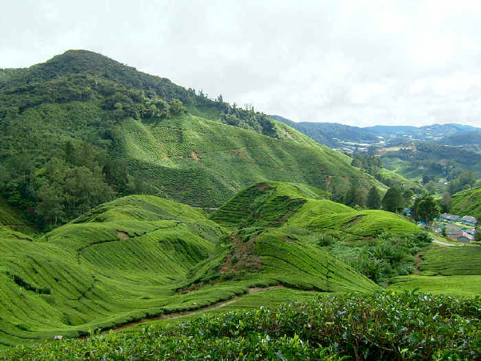 malajzia tea Boh tea garden