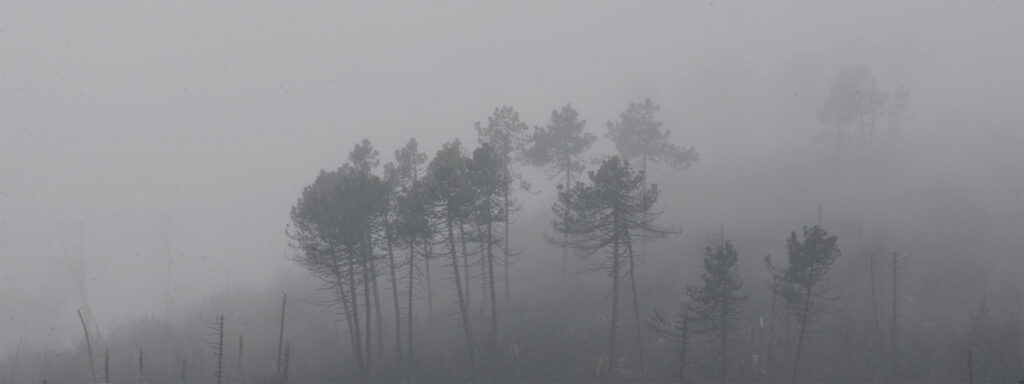 lucca kamélia fesztivál