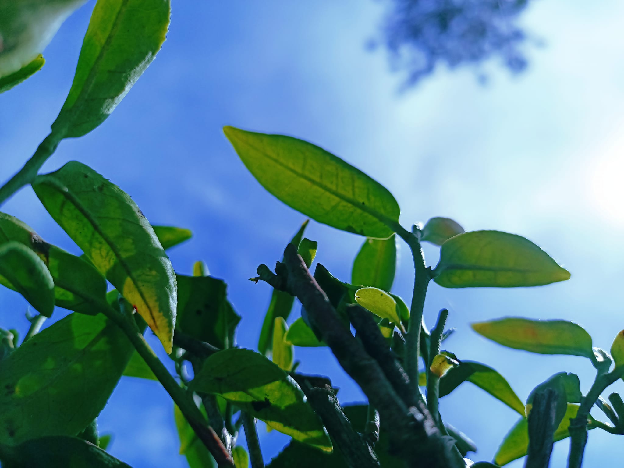 Díjnyertes Oriental Beauty