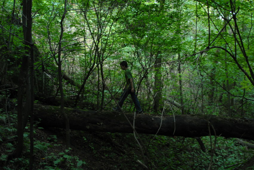 feng-huang-dan-cong-kirandulas