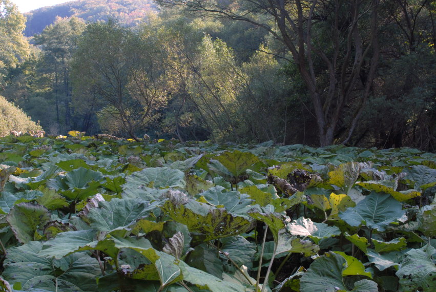 feng-huang-dan-cong-kirandulas