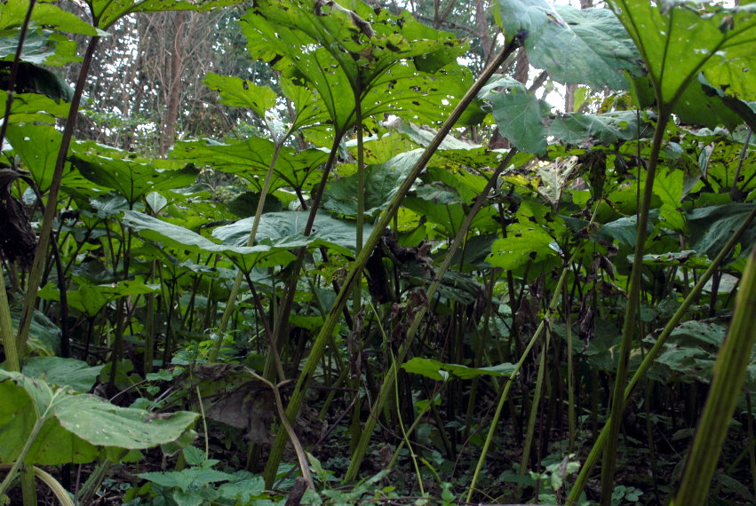 feng-huang-dan-cong-kirandulas