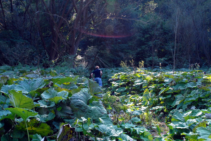 feng-huang-dan-cong-kirandulas