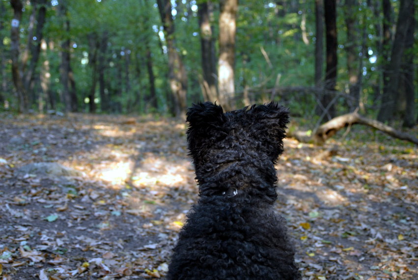 feng-huang-dan-cong-kirandulas