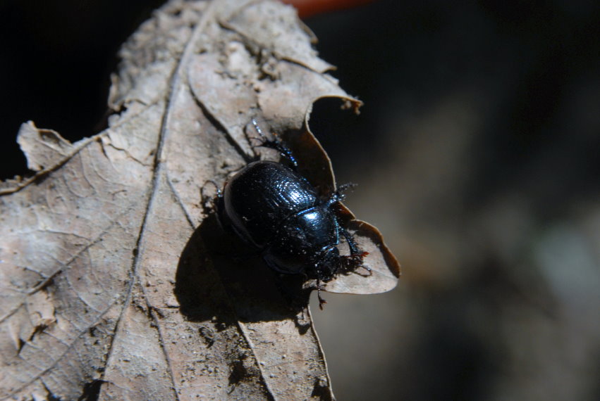 feng-huang-dan-cong-kirandulas