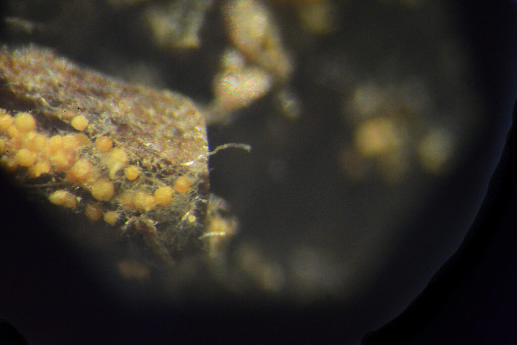 Eurotium cristatum hei cha sötét teán - ez a gombafaj másodlagos, általában a természetes környezetből kerül a teára és a közhiedelem és tudományos kutatások szerint is kedvező élettani hatása van. Ezt a gombát mesterségesen is tenyésztik és beoltják vele a teát.