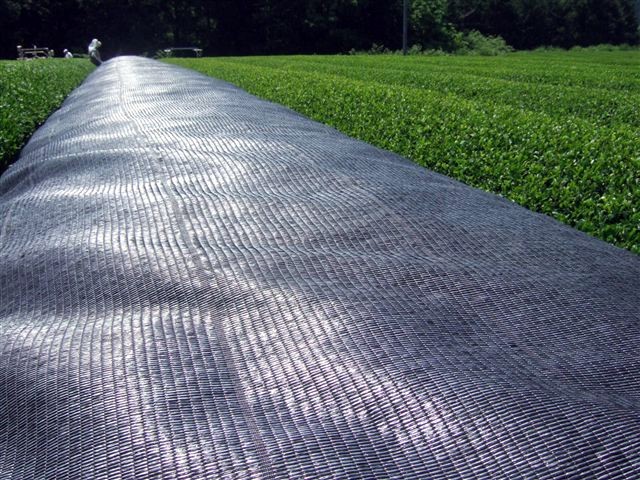 kabusecha japán árnyékolt zöld tea