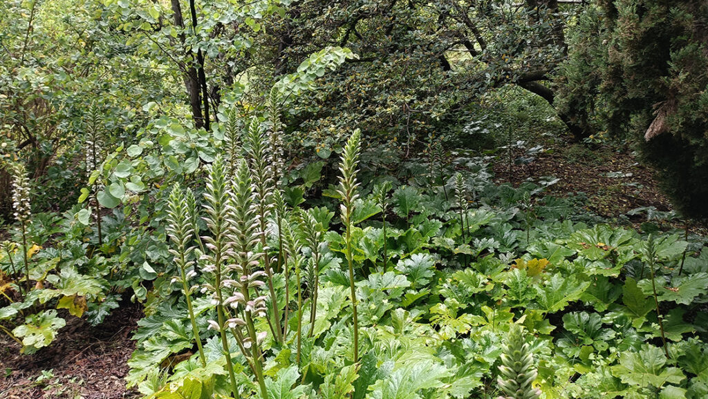 teakereskedőből kertész. A Hanbury botanikus kert
