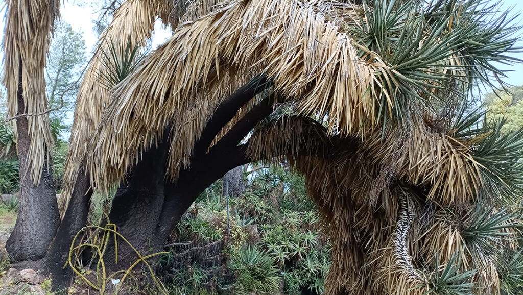 teakereskedőből kertész. A Hanbury botanikus kert