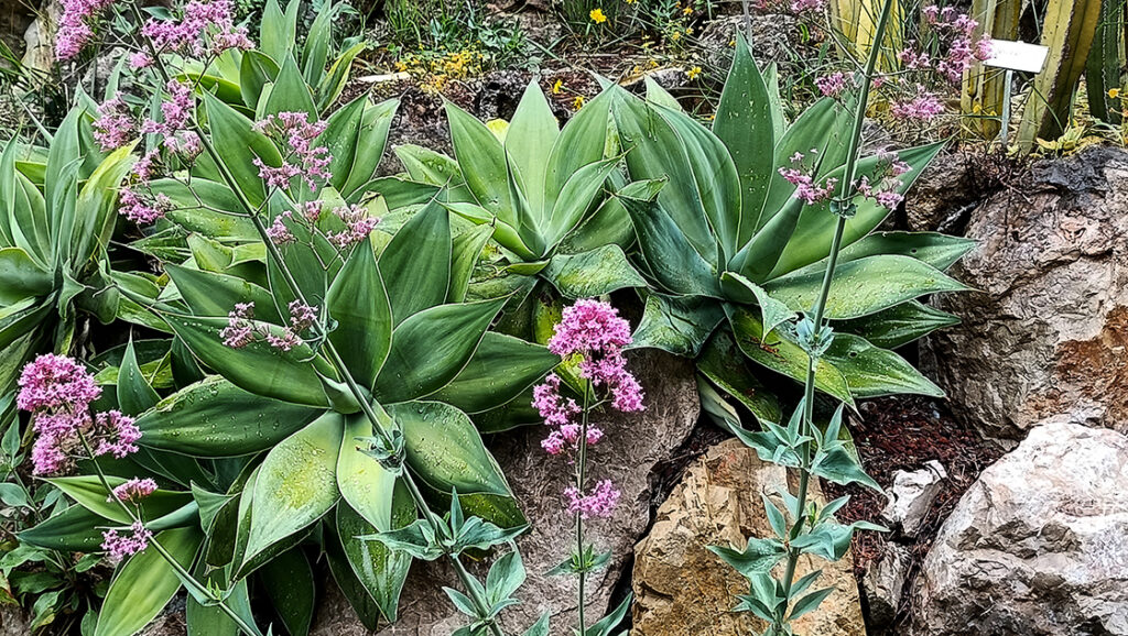 teakereskedőből kertész. A Hanbury botanikus kert