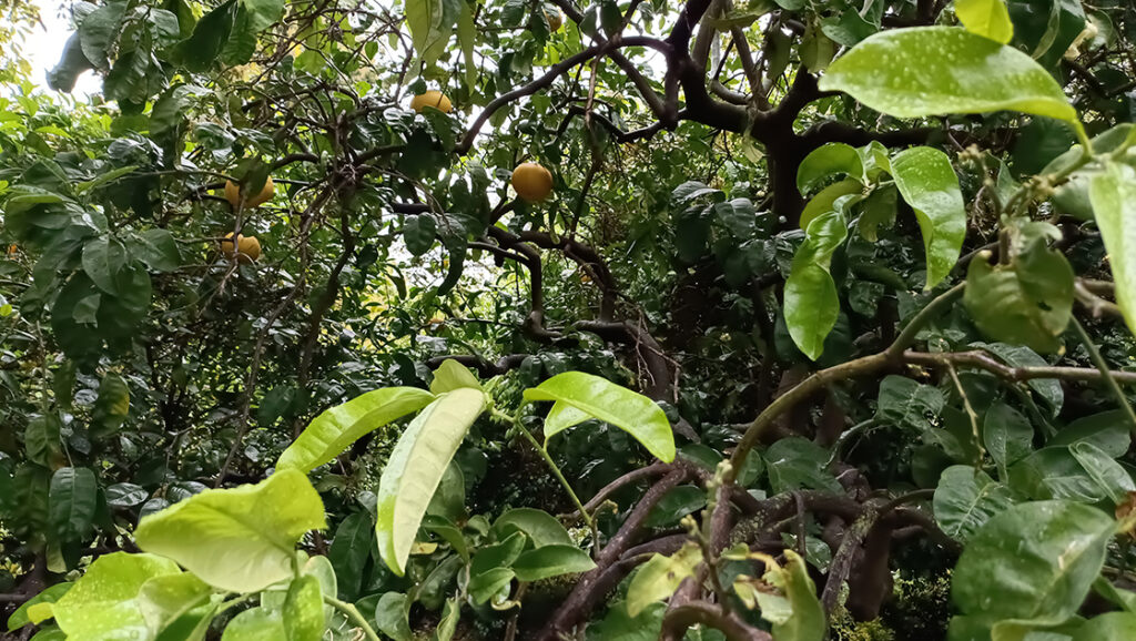 teakereskedőből kertész. A Hanbury botanikus kert