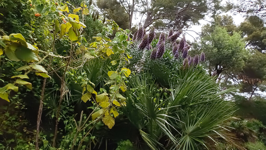 teakereskedőből kertész. A Hanbury botanikus kert