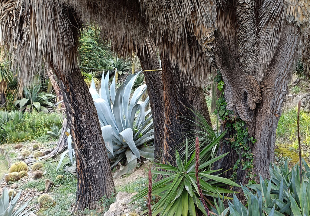 teakereskedőből kertész. A Hanbury botanikus kert