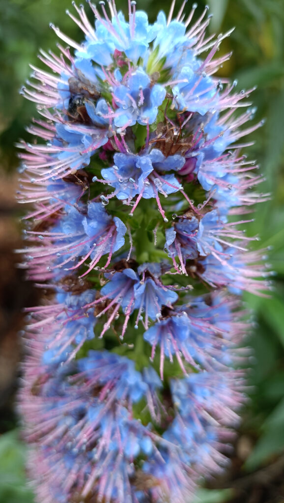 teakereskedőből kertész. A Hanbury botanikus kert