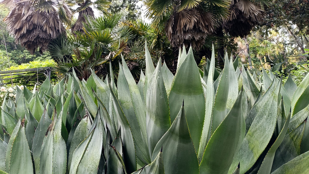 teakereskedőből kertész. A Hanbury botanikus kert