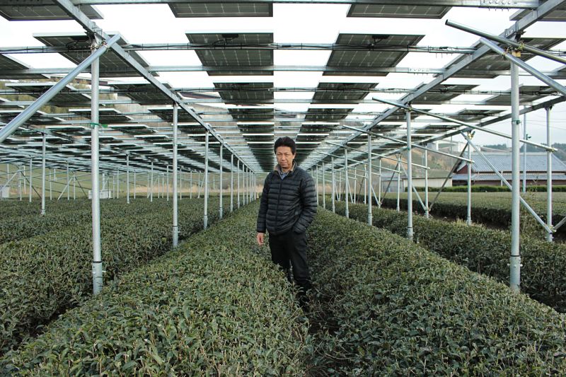 hattori úr napelemmel árnyékolt matcha teakertje