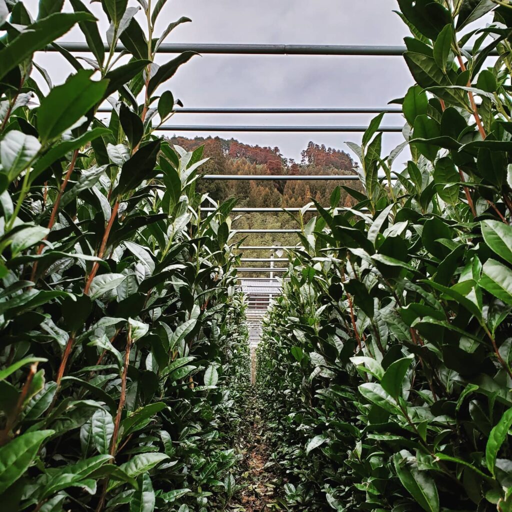 hoshino seichaen új matcha ültetvény