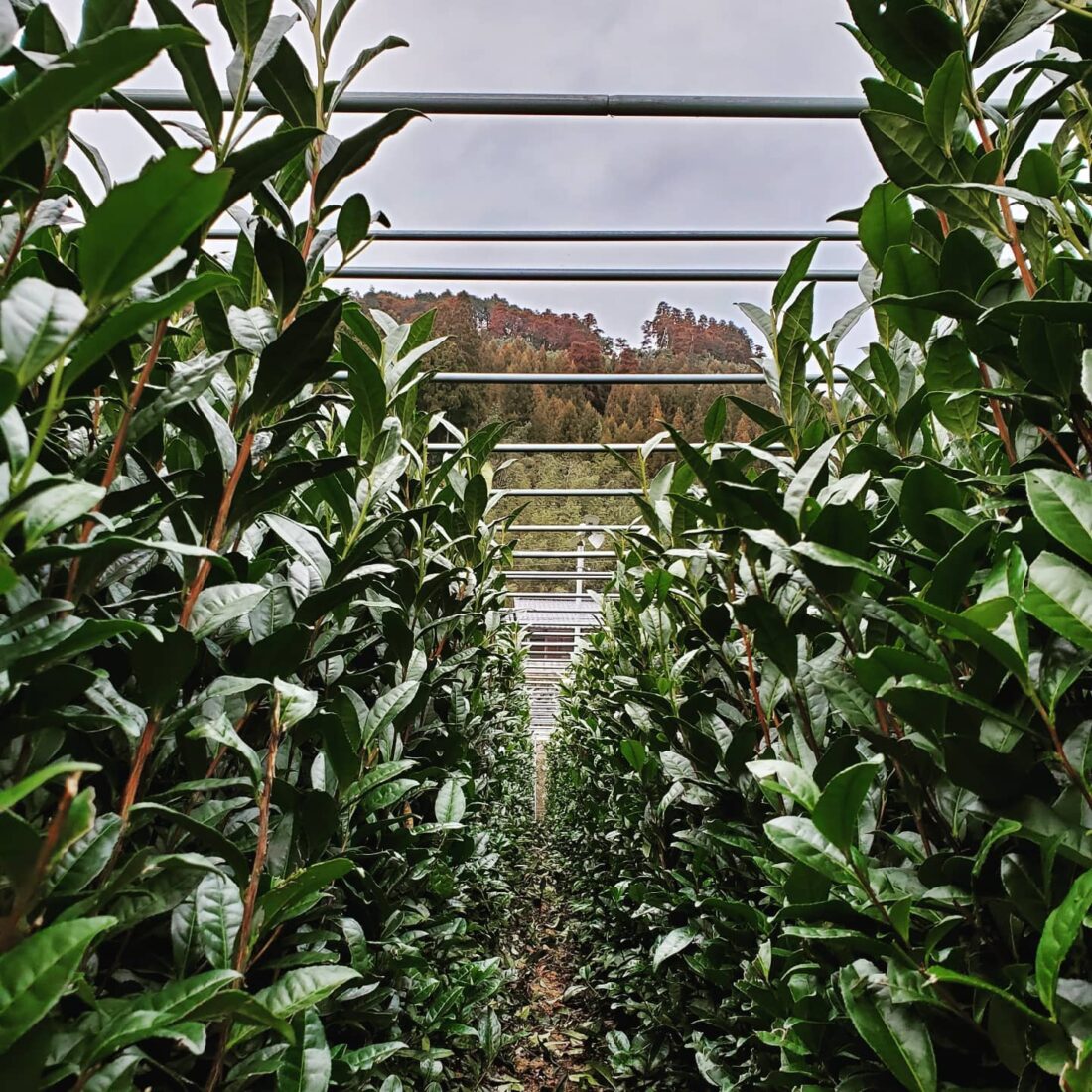 hoshino seichaen új matcha ültetvény