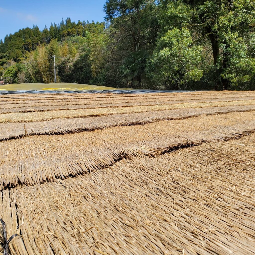 hoshino seichaen új matcha ültetvény
