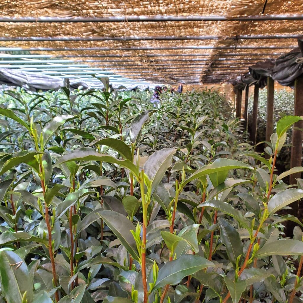 hoshino seichaen új matcha ültetvény