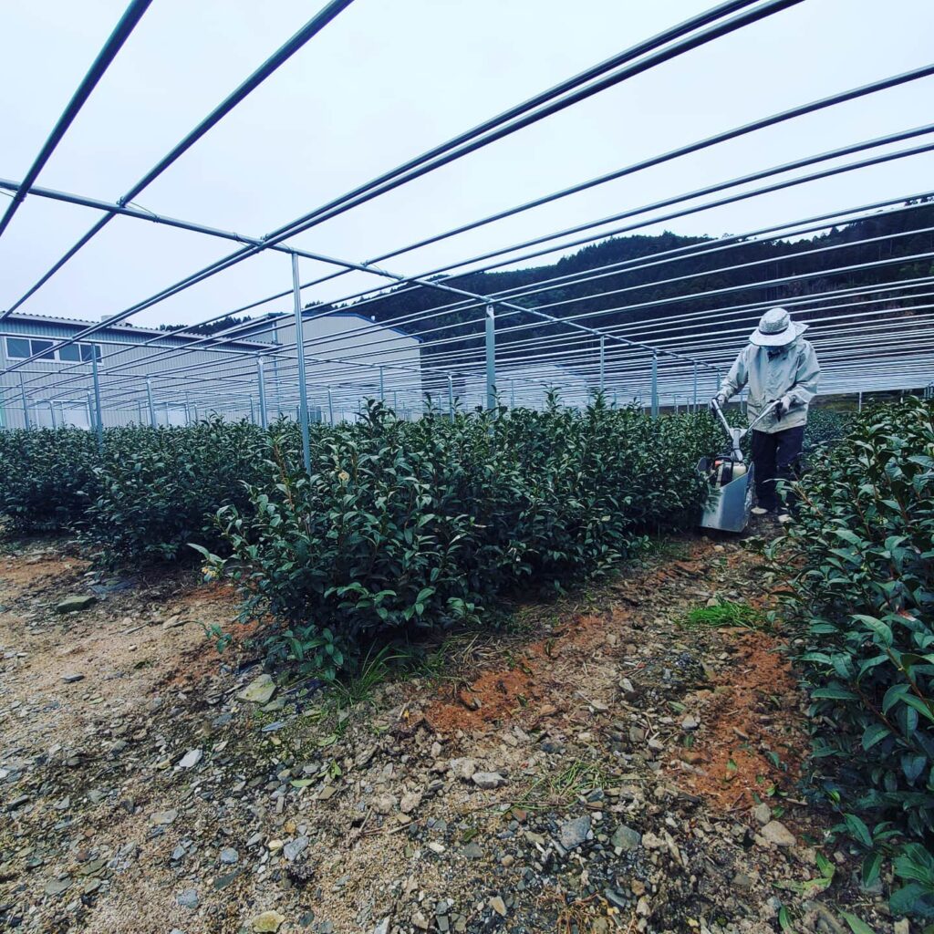 hoshino seichaen új matcha ültetvény