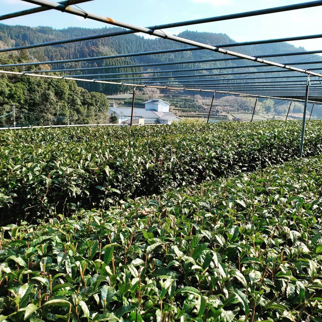 hoshino seichaen új matcha ültetvény