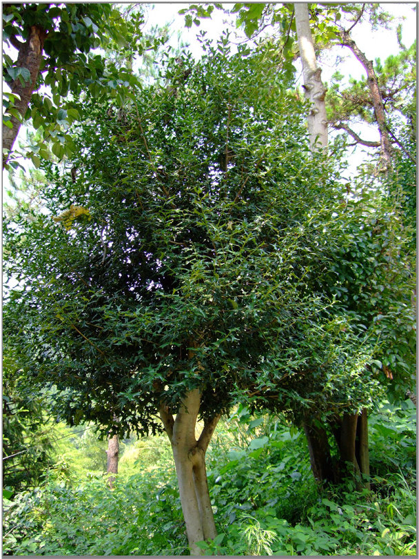 dabie_mountain_huoshan. 霍山黄芽 Huo Shan Huang Ya - A Huo hegy sárga rügyei