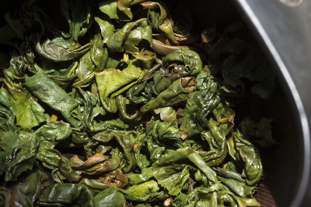 Kamairi oolong tea Sayaka Minami