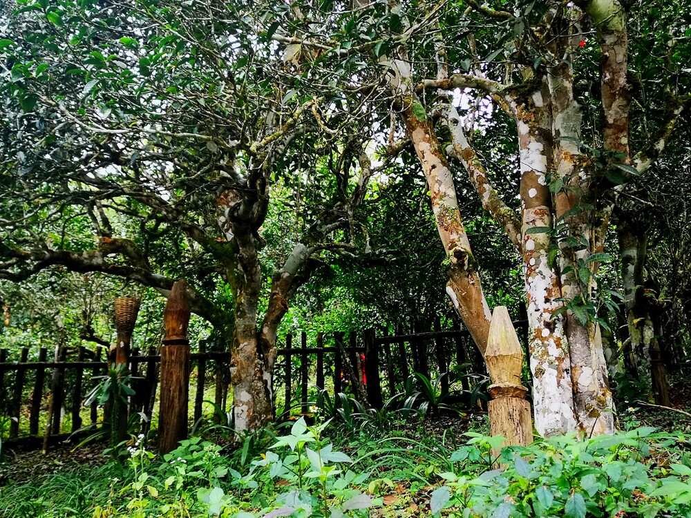 jingmai puer tea teaerdő világörökség