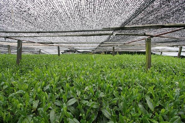 kabusecha japán árnyékolt zöld tea