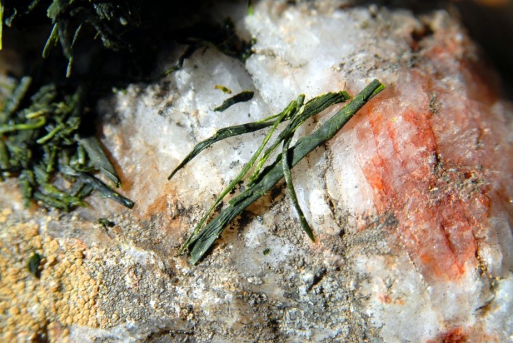 kabusecha japán árnyékolt zöld tea