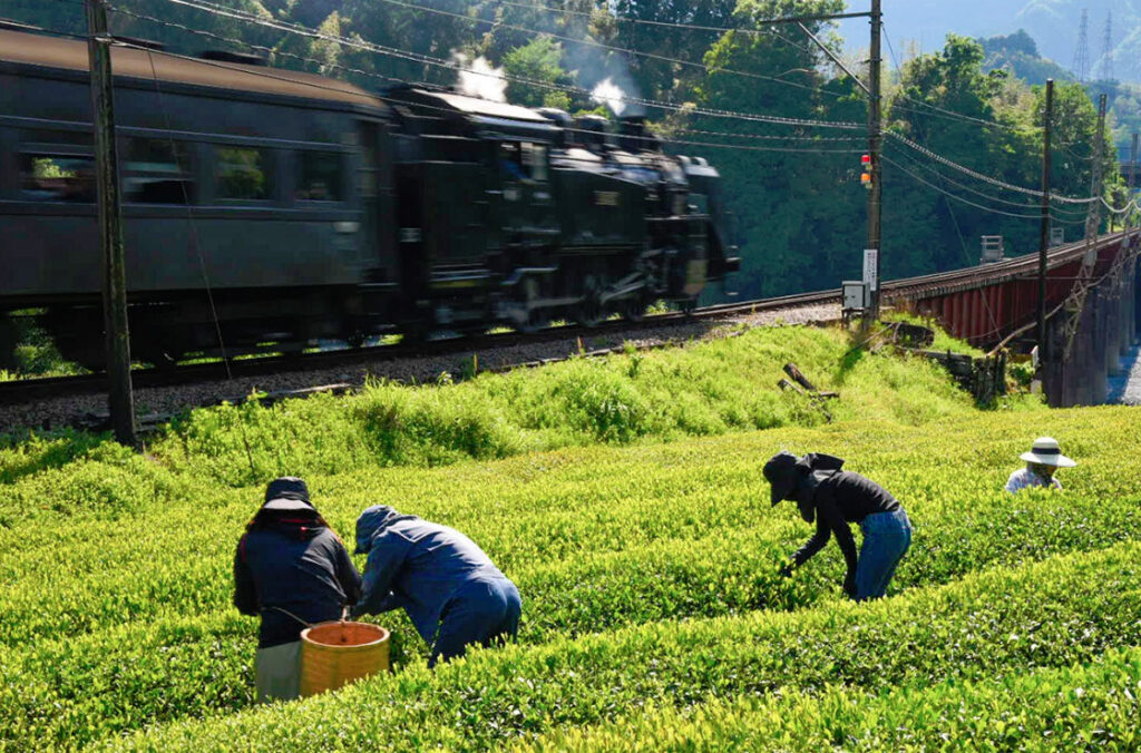 Shizuoka Yabukita Kawane sencha