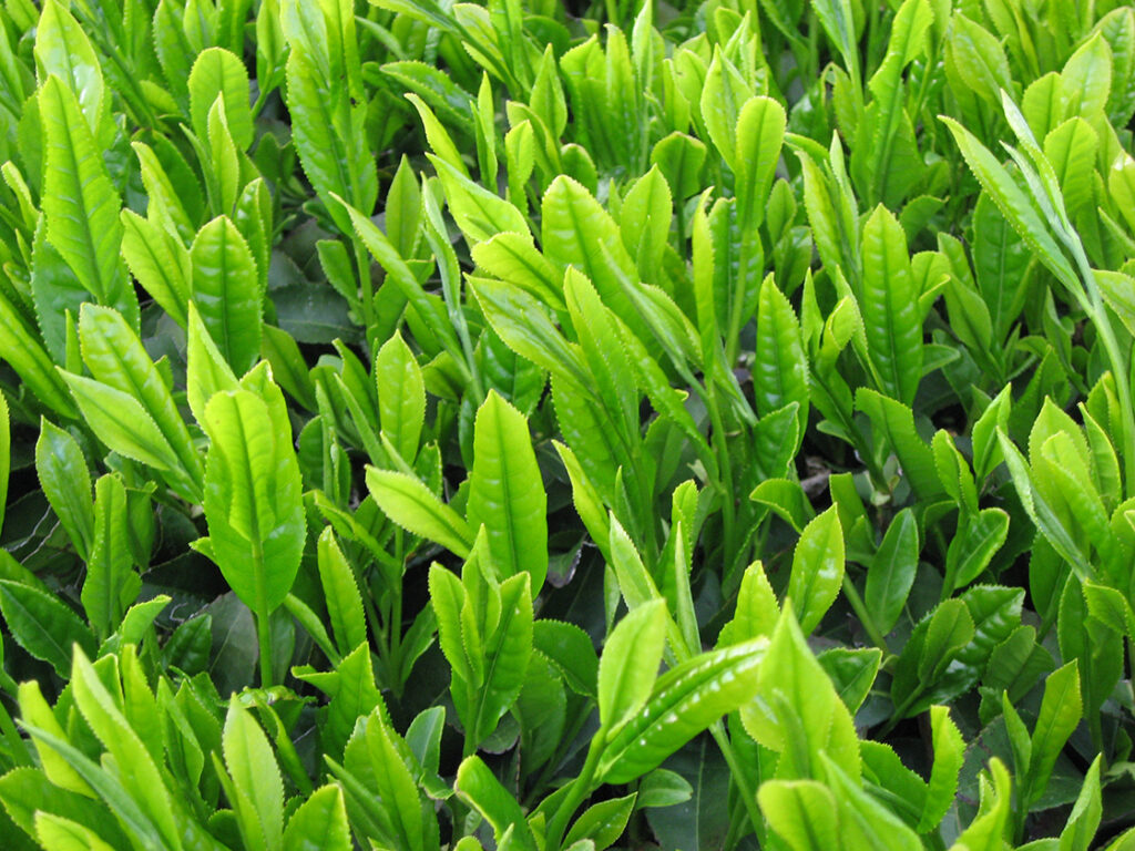 Shizuoka Yabukita Kawane sencha