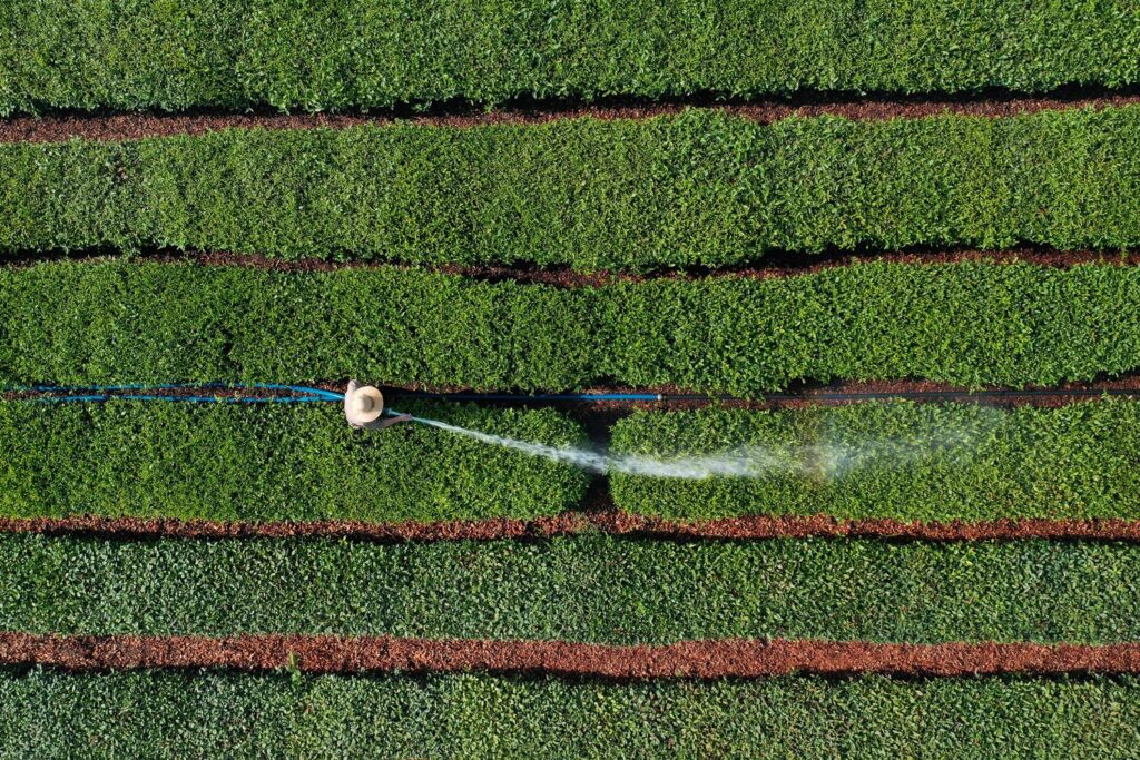 Víztelen tó  öntözik a teaültetvényt