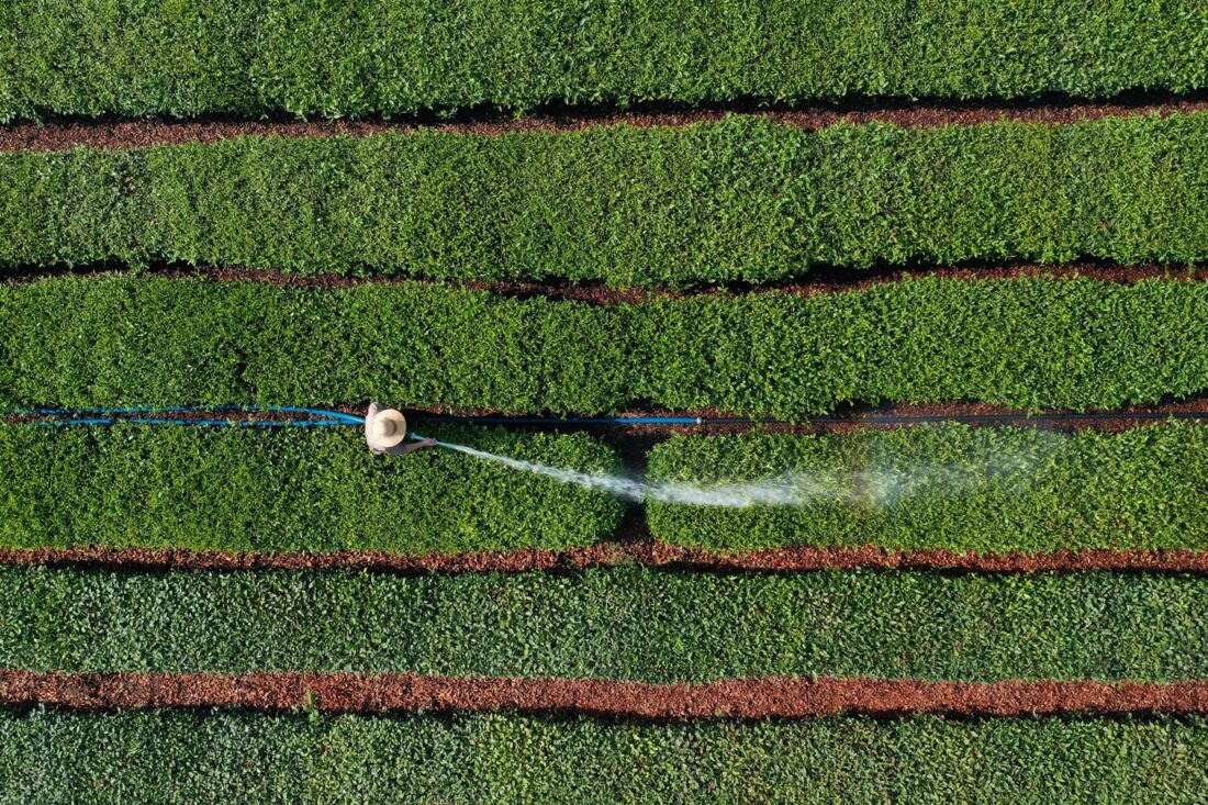 Víztelen tó öntözik a teaültetvényt