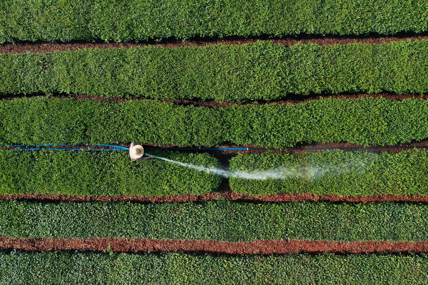 Víztelen tó öntözik a teaültetvényt