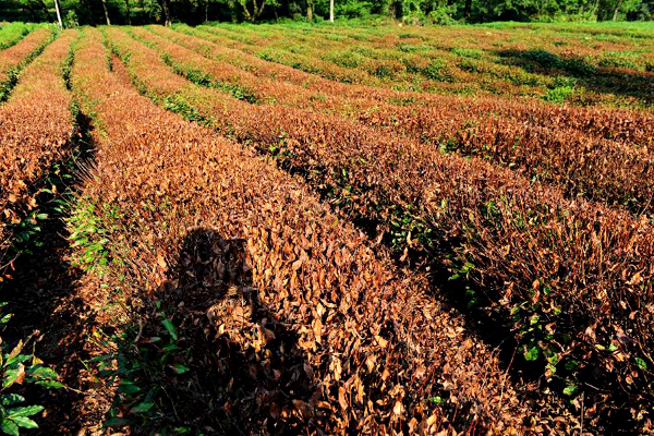 longjing teaültetvények a klímaváltozásban