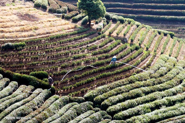 longjing teaültetvények a klímaváltozásban