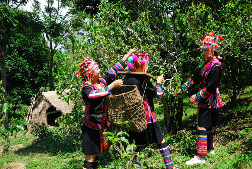 2007-tavaszán a szárazság, és a hideg miatt drasztikusan csökkent a teatermelés Yunnanban. Épp akkor történt ez, amikor a puerht kezdte újrafelfedezni Kínában és kezdték megismerni a világ többi részén is. A nagy kereslet és a beszűkült kínálat miatt az árak az egekbe szöktek, a tea ára pár hónap alatt 3-4-szeresére emelkedett. Még érezhetőbb volt ez Lao Banzhang faluban, ami a világ legerősebb, nagy potenciálú teáinak a földje. Banzhangban azelőtt az odaérkező kevés számú turistát leültették és teával kínálták. 2007 tavaszán az egyre növekvő számú, kifejezetten a tea miatt a faluba látogató turistának, még akkor is, ha teát kért, már csak egy palack vizet nyomtak a kezébe.