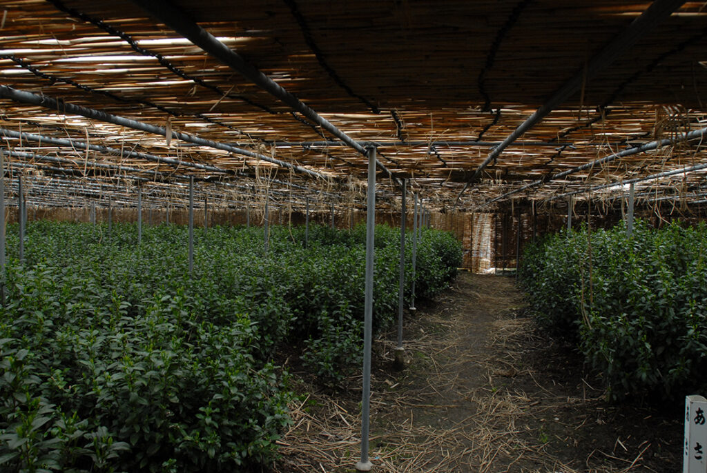 marukyu-koyamaen tencha ültetvény