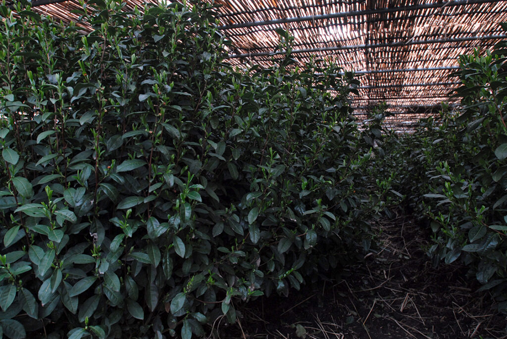 marukyu-koyamaen tencha ültetvény